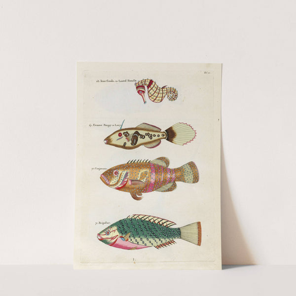 Poissons, ecrevisses et crabes, de diverses couleurs et figures extraordinaires.. Pl.011 by Louis Renard