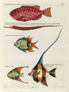 Poissons, ecrevisses et crabes, de diverses couleurs et figures extraordinaires.. Pl.012