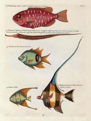 Poissons, ecrevisses et crabes, de diverses couleurs et figures extraordinaires.. Pl.012