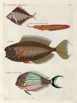 Poissons, ecrevisses et crabes, de diverses couleurs et figures extraordinaires.. Pl.013