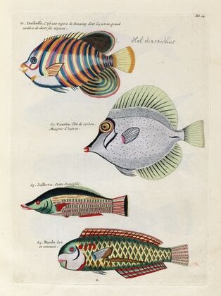 Poissons, ecrevisses et crabes, de diverses couleurs et figures extraordinaires.. Pl.014