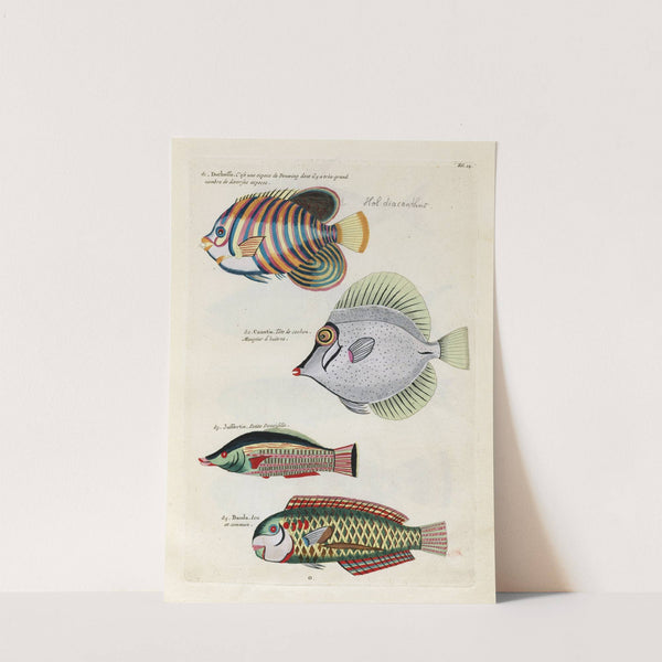 Poissons, ecrevisses et crabes, de diverses couleurs et figures extraordinaires.. Pl.014 by Louis Renard