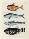 Poissons, ecrevisses et crabes, de diverses couleurs et figures extraordinaires.. Pl.015