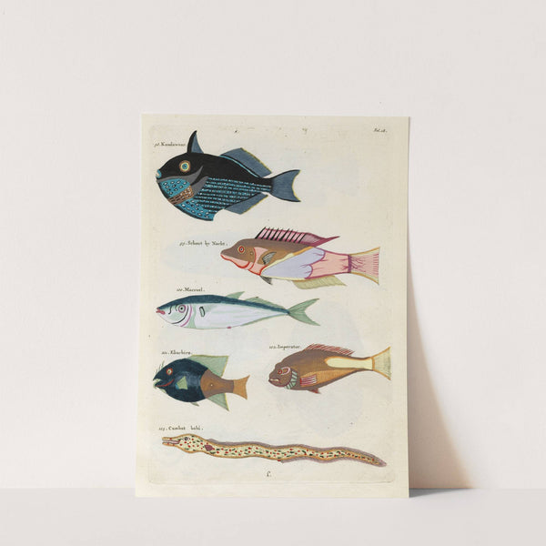 Poissons, ecrevisses et crabes, de diverses couleurs et figures extraordinaires.. Pl.018 by Louis Renard