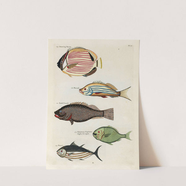 Poissons, ecrevisses et crabes, de diverses couleurs et figures extraordinaires.. Pl.020 by Louis Renard