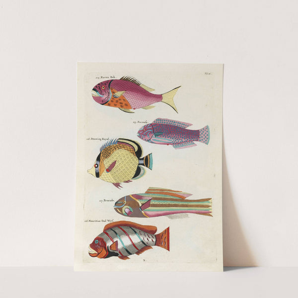 Poissons, ecrevisses et crabes, de diverses couleurs et figures extraordinaires.. Pl.021 by Louis Renard