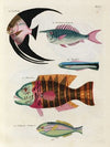 Poissons, ecrevisses et crabes, de diverses couleurs et figures extraordinaires.. Pl.024