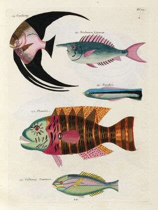 Poissons, ecrevisses et crabes, de diverses couleurs et figures extraordinaires.. Pl.024