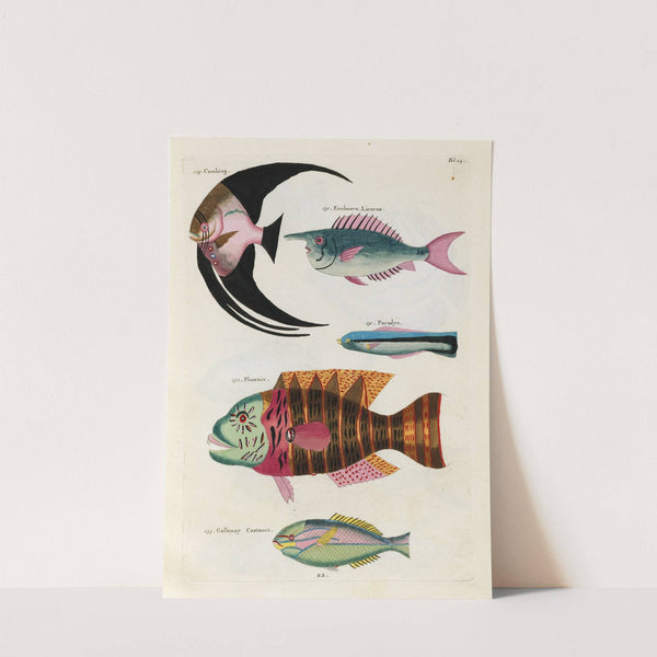 Poissons, ecrevisses et crabes, de diverses couleurs et figures extraordinaires.. Pl.024 by Louis Renard