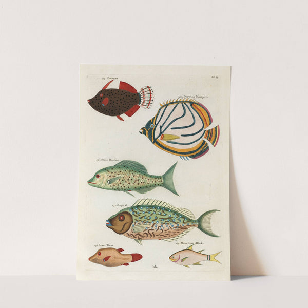 Poissons, ecrevisses et crabes, de diverses couleurs et figures extraordinaires.. Pl.025 by Louis Renard