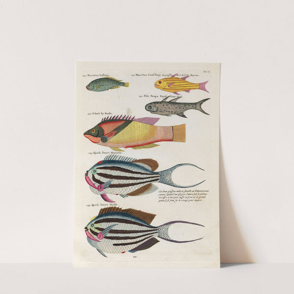 Poissons, ecrevisses et crabes, de diverses couleurs et figures extraordinaires.. Pl.026 by Louis Renard