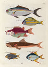 Poissons, ecrevisses et crabes, de diverses couleurs et figures extraordinaires.. Pl.027