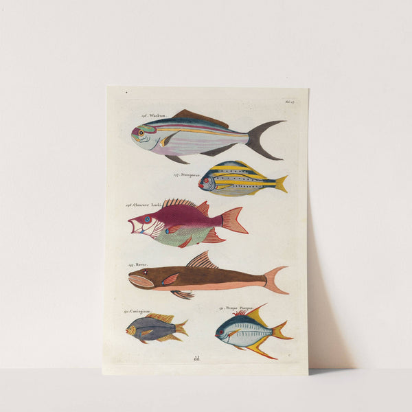 Poissons, ecrevisses et crabes, de diverses couleurs et figures extraordinaires.. Pl.027 by Louis Renard