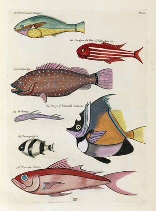 Poissons, ecrevisses et crabes, de diverses couleurs et figures extraordinaires.. Pl.030
