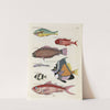 Poissons, ecrevisses et crabes, de diverses couleurs et figures extraordinaires.. Pl.030 by Louis Renard