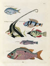 Poissons, ecrevisses et crabes, de diverses couleurs et figures extraordinaires.. Pl.031