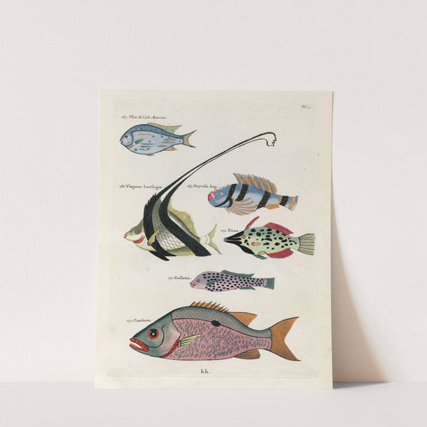 Poissons, ecrevisses et crabes, de diverses couleurs et figures extraordinaires.. Pl.031 by Louis Renard