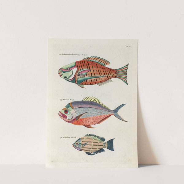Poissons, ecrevisses et crabes, de diverses couleurs et figures extraordinaires.. Pl.032 by Louis Renard