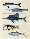 Poissons, ecrevisses et crabes, de diverses couleurs et figures extraordinaires.. Pl.034