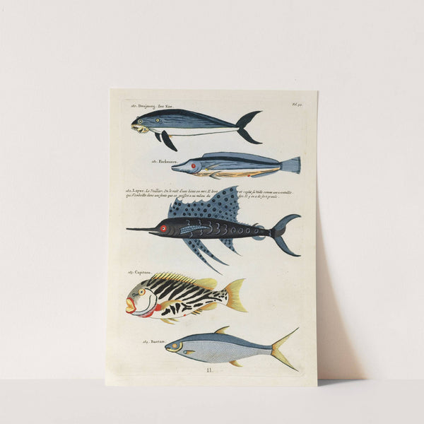 Poissons, ecrevisses et crabes, de diverses couleurs et figures extraordinaires.. Pl.034 by Louis Renard