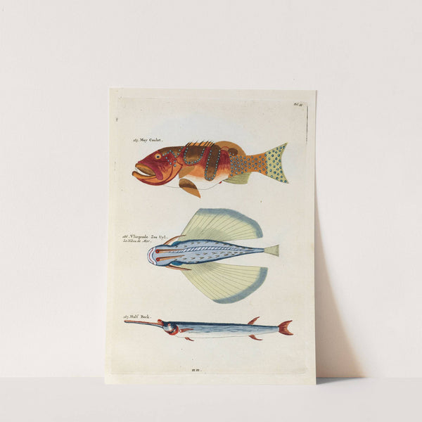 Poissons, ecrevisses et crabes, de diverses couleurs et figures extraordinaires.. Pl.035 by Louis Renard