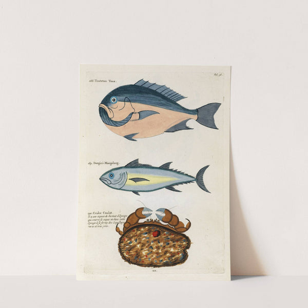 Poissons, ecrevisses et crabes, de diverses couleurs et figures extraordinaires.. Pl.036 by Louis Renard