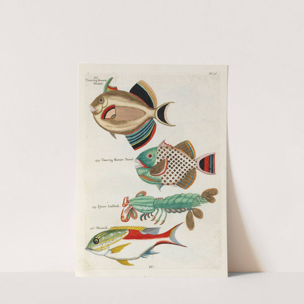 Poissons, ecrevisses et crabes, de diverses couleurs et figures extraordinaires.. Pl.038 by Louis Renard