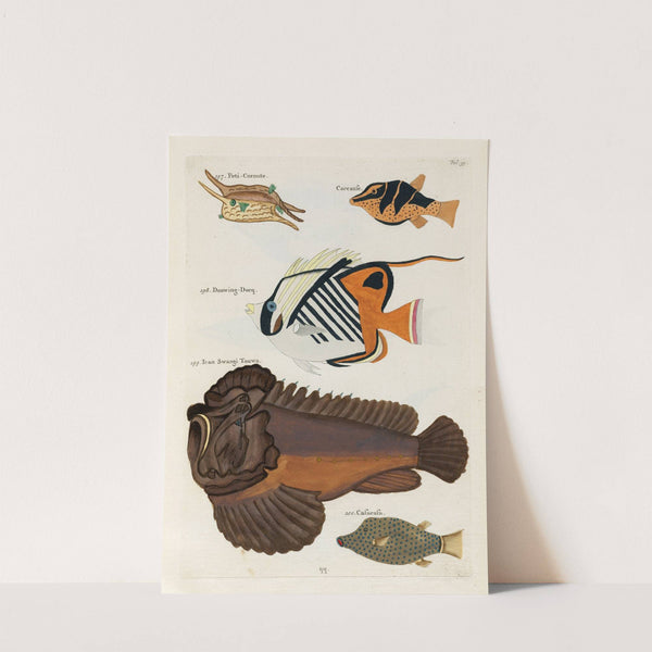 Poissons, ecrevisses et crabes, de diverses couleurs et figures extraordinaires.. Pl.039 by Louis Renard