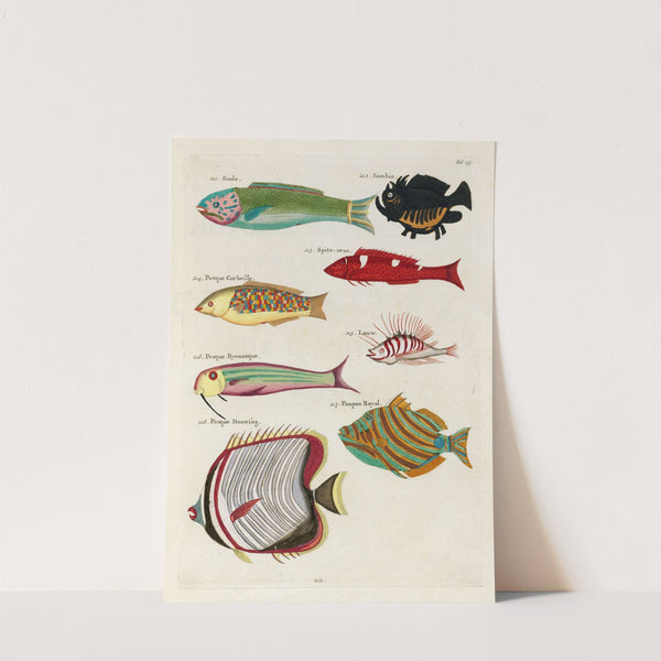 Poissons, ecrevisses et crabes, de diverses couleurs et figures extraordinaires.. Pl.043 by Louis Renard