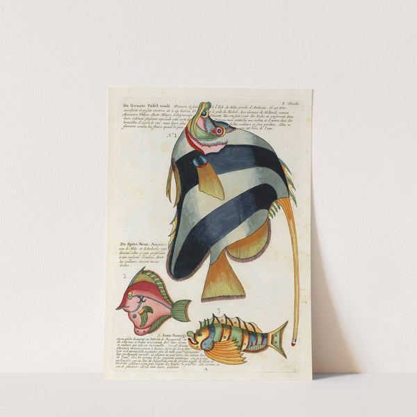 Poissons, ecrevisses et crabes, de diverses couleurs et figures extraordinaires.. Pl.044 by Louis Renard