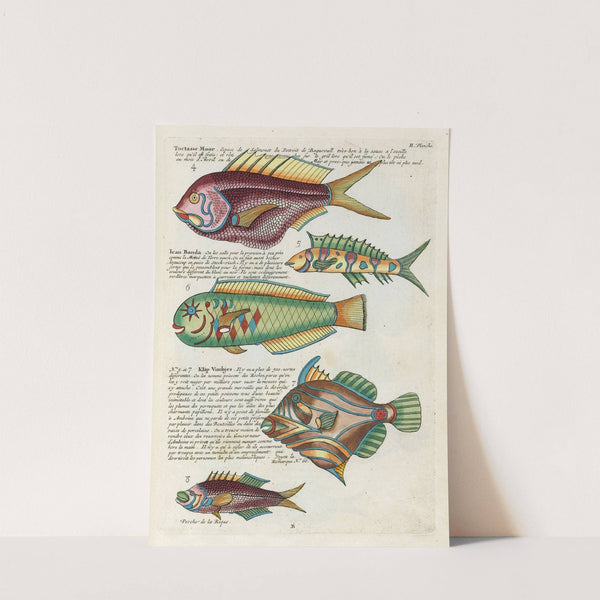 Poissons, ecrevisses et crabes, de diverses couleurs et figures extraordinaires.. Pl.045 by Louis Renard