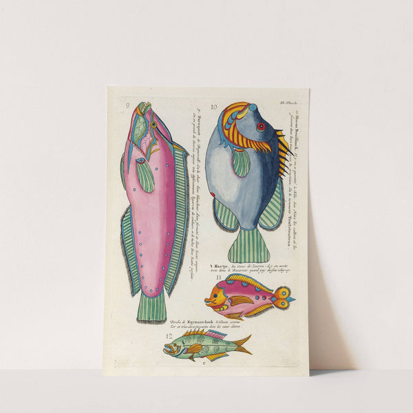 Poissons, ecrevisses et crabes, de diverses couleurs et figures extraordinaires.. Pl.046 by Louis Renard