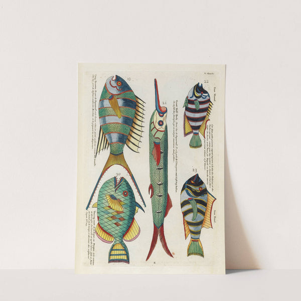 Poissons, ecrevisses et crabes, de diverses couleurs et figures extraordinaires.. Pl.048 by Louis Renard