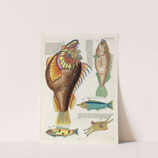 Poissons, ecrevisses et crabes, de diverses couleurs et figures extraordinaires.. Pl.051 by Louis Renard