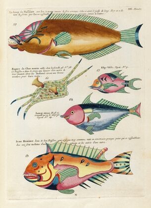 Poissons, ecrevisses et crabes, de diverses couleurs et figures extraordinaires.. Pl.056