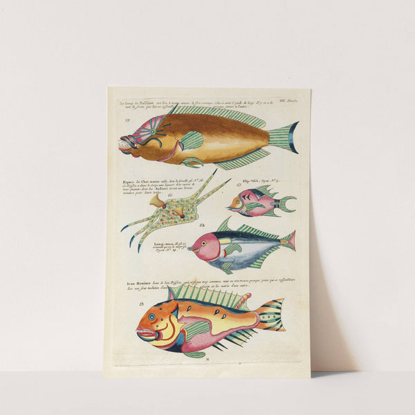 Poissons, ecrevisses et crabes, de diverses couleurs et figures extraordinaires.. Pl.056 by Louis Renard