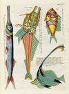 Poissons, ecrevisses et crabes, de diverses couleurs et figures extraordinaires.. Pl.057