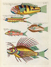 Poissons, ecrevisses et crabes, de diverses couleurs et figures extraordinaires.. Pl.058
