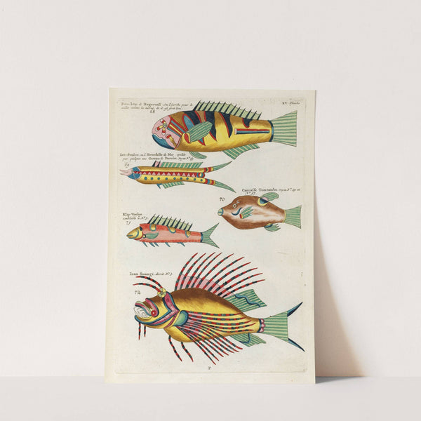 Poissons, ecrevisses et crabes, de diverses couleurs et figures extraordinaires.. Pl.058 by Louis Renard