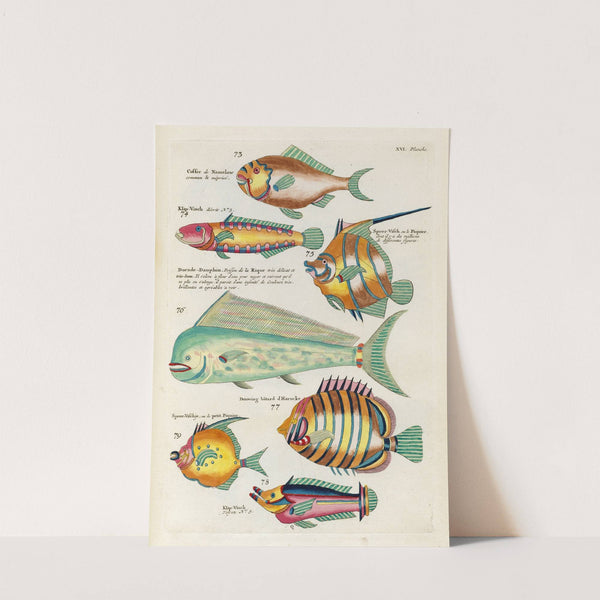 Poissons, ecrevisses et crabes, de diverses couleurs et figures extraordinaires.. Pl.059 by Louis Renard