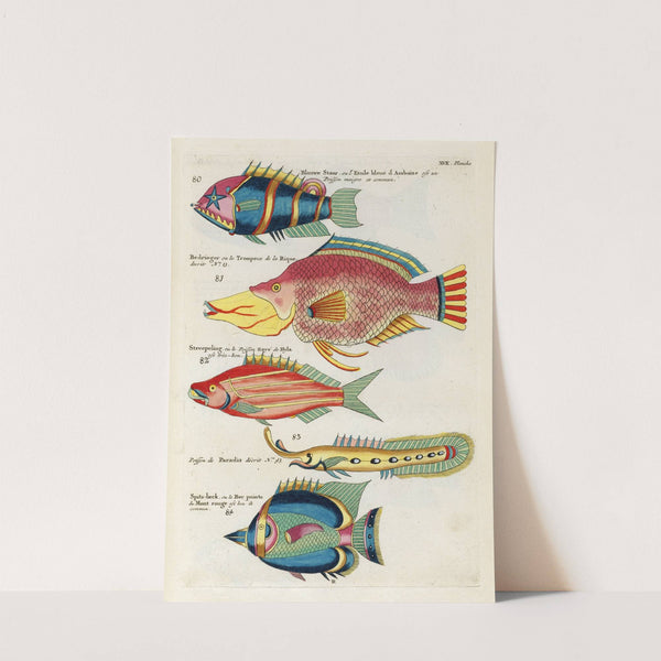Poissons, ecrevisses et crabes, de diverses couleurs et figures extraordinaires.. Pl.060 by Louis Renard
