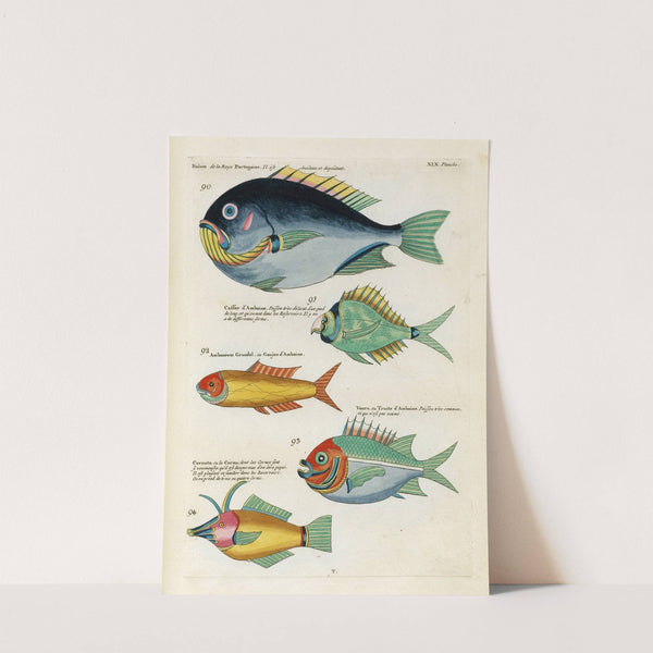 Poissons, ecrevisses et crabes, de diverses couleurs et figures extraordinaires.. Pl.062 by Louis Renard