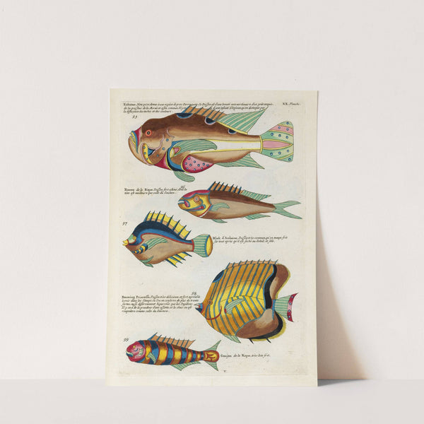 Poissons, ecrevisses et crabes, de diverses couleurs et figures extraordinaires.. Pl.063 by Louis Renard