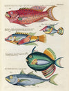 Poissons, ecrevisses et crabes, de diverses couleurs et figures extraordinaires.. Pl.064