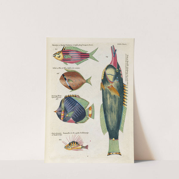 Poissons, ecrevisses et crabes, de diverses couleurs et figures extraordinaires.. Pl.065 by Louis Renard