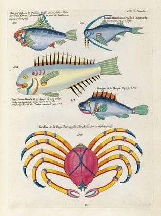 Poissons, ecrevisses et crabes, de diverses couleurs et figures extraordinaires.. Pl.066