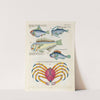 Poissons, ecrevisses et crabes, de diverses couleurs et figures extraordinaires.. Pl.066 by Louis Renard