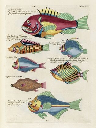 Poissons, ecrevisses et crabes, de diverses couleurs et figures extraordinaires.. Pl.068