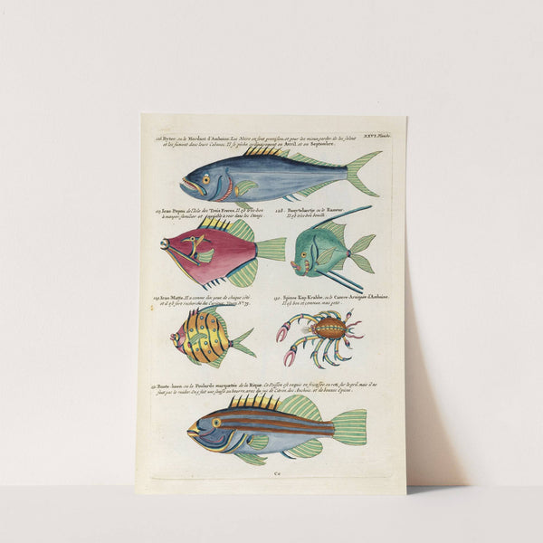 Poissons, ecrevisses et crabes, de diverses couleurs et figures extraordinaires.. Pl.069 by Louis Renard