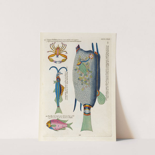 Poissons, ecrevisses et crabes, de diverses couleurs et figures extraordinaires.. Pl.070 by Louis Renard